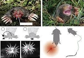 The Incredible Hearing Abilities of Moles - How Moles Navigate Their Underground World