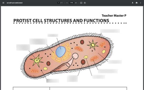 Protist Cell Structure Diagram