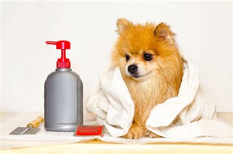 The 5 Best Dog Hair Gels And Hair Styling Products - Dogtime