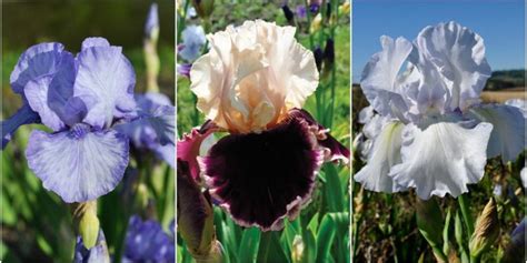 7 expert tips for growing bearded irises - How to care for iris plants