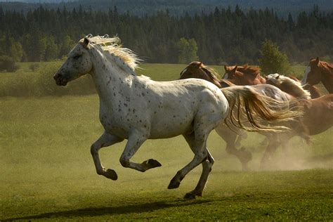 Tony Stromberg. Equine Photography Workshops in the US, Europe and ...