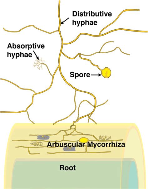 4.3.2 - Development and structure of mycorrhizas | Plants in Action