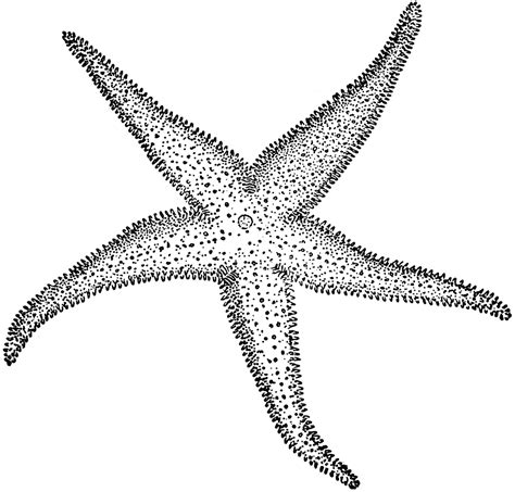 starfish clipart black and white 20 free Cliparts | Download images on Clipground 2024