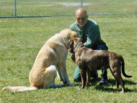 Canine training at Altona Correctional builds community | Sun Community News ALTONA | Rescued ...