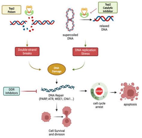 Pharmaceuticals | Free Full-Text | The Implication of Topoisomerase II ...