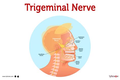 Trigeminal Nerve (Human Anatomy): Image, Functions, Diseases and Treatments