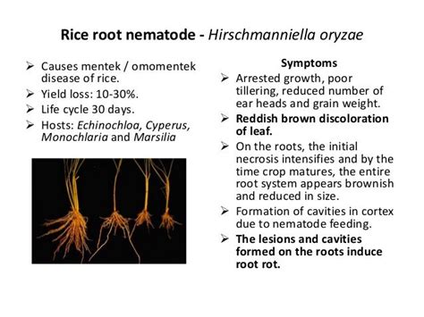 Nematode damage symptoms in crop plants