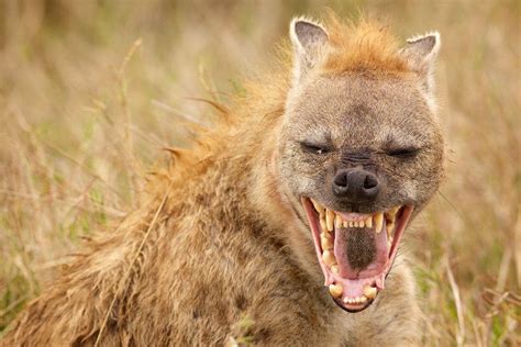 Dream About Hyena – Biblical Message and Spiritual Meaning