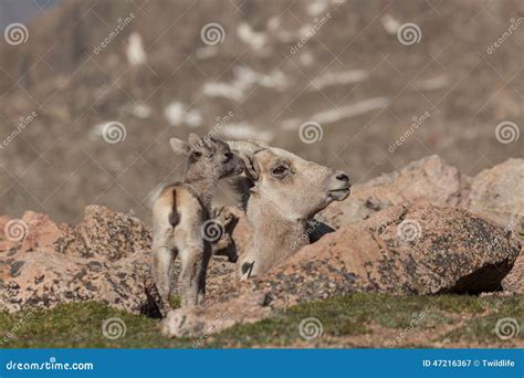 Bighorn Sheep Ewe and Lamb stock image. Image of caring - 47216367