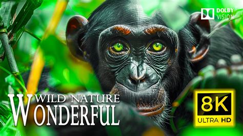 8K WONDERFUL WILD NATURE 🐵 Relaxing Animals Documentary with Cinematic Sound (Colorful Animal ...