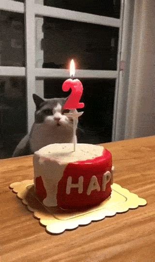 happy birthday gifs | WiffleGif