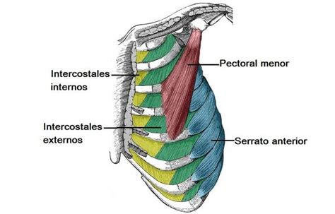 Músculos de la caja torácica (inserciones, acción)