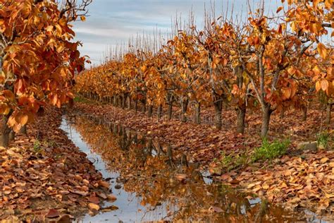 Fall foliage in an orchard stock image. Image of nature - 148063467