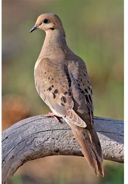 An Examination of Mourning Dove Symbolism