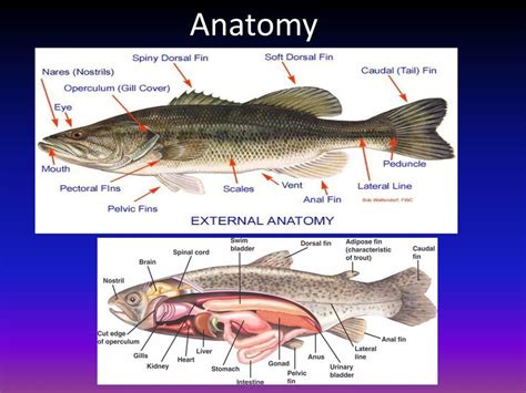 The Anatomy of Fish: Classification, body parts and more