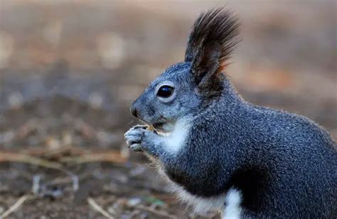 Squirrel - Description, Habitat, Image, Diet, and Interesting Facts