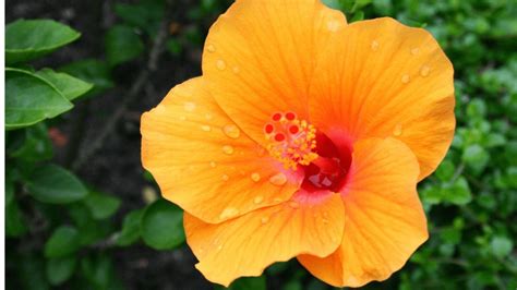 Yellow Hibiscus: A Growing Guide to (Hibiscus Brackenridgei) - Outdoor ...