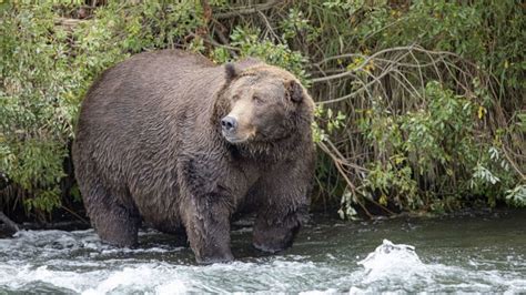 Katmai National Park Fat Bear Week 2020 | Mental Floss