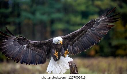 2,431 Bald eagle landing Stock Photos, Images & Photography | Shutterstock