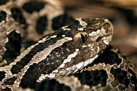 Massasauga rattlesnake | Rattlesnake, Animals, Lincoln park zoo