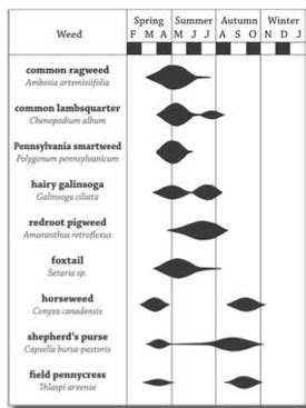 Weed Seed Germination Time — Research — Department of Plant Science