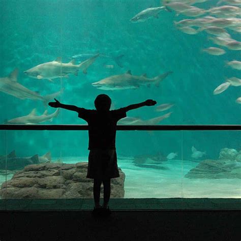 New Orleans Aquarium of The Americas Admission Tickets - TripShock!