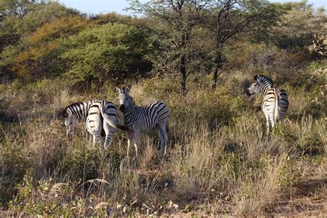 Botswana Safari - How to pick the right safari tour - Robe trotting