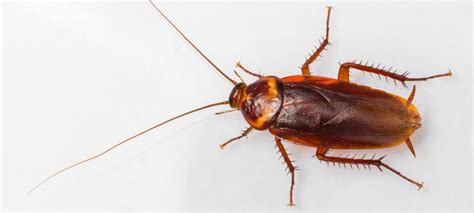 The Difference Between Palmetto Bugs and Cockroaches | Hawx Pest Control