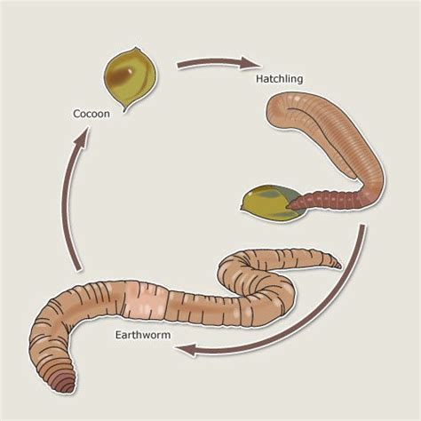 Earthworm Life Cycle | Earthworm life cycle – Earthworms – Te Ara ...