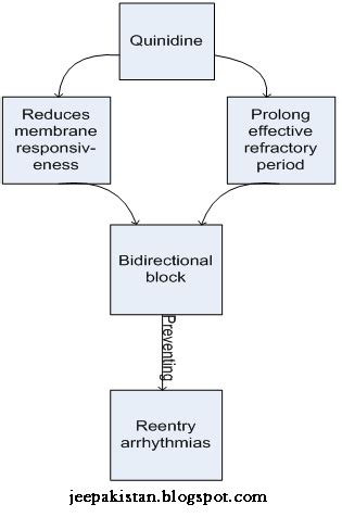 Quinidine Gluconate Mechanism Of Action
