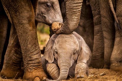 The Most Endangered Elephants in the World | Reader's Digest