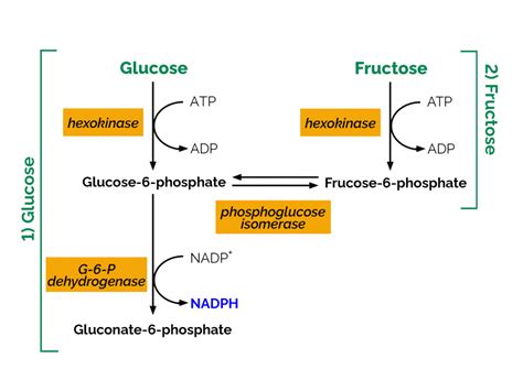 Sucres D-Glucose / D-Fructose | LIBIOS