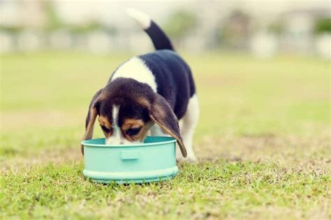 Best Beagle Puppy Food