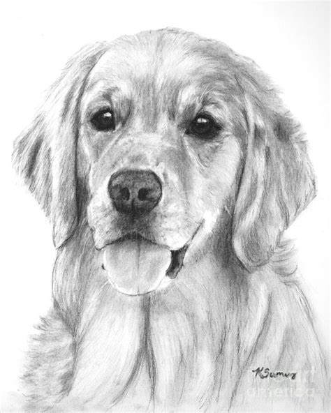 Pin by Jennefe C. Fernandes on Design realistic | Golden retriever ...