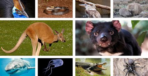 10 AMAZING Australian Animal Facts | Australia the Gift | Australia the Gift | Australia's No. 1 ...