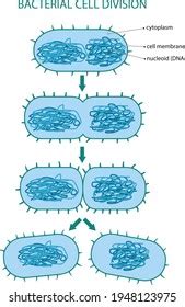 Illustration Typical Bacterial Cell Division Stock Vector (Royalty Free) 1948123975 | Shutterstock