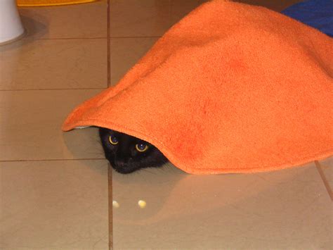 Free Images : orange, red, cat, hat, clothing, headgear, textile, cap, carpet, hiding place ...