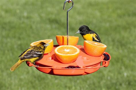 Top 10 Best Oriole Feeders for 2024 Reviews | OrBirds