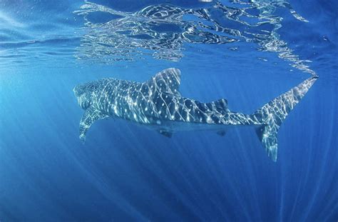 EXMOUTH WHALE SHARK TOURS | Swim Snorkel with Whale Sharks