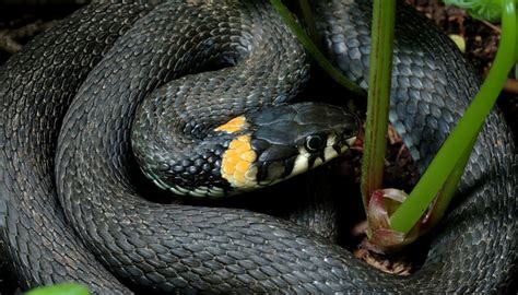 Black Snakes with Yellow Rings in Georgia | Sciencing