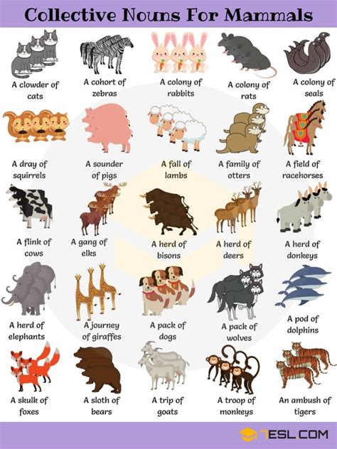 Animal Group Names: 250+ Collective Nouns for Animals - Efortless English