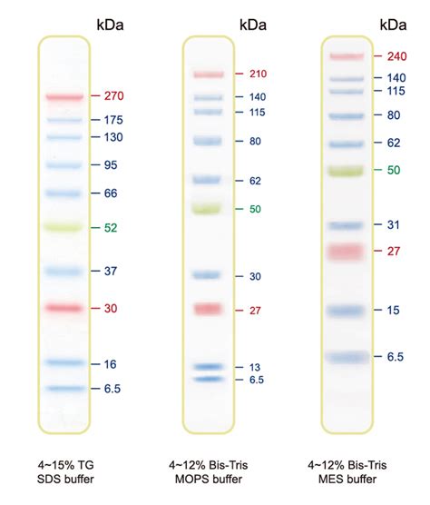 Blue Ultra Pre-stained Protein Ladder (6.5 to 270 kDa) - Cleaver Scientific