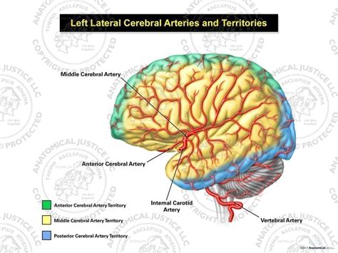 Left Lateral Cerebral Arteries and Territories