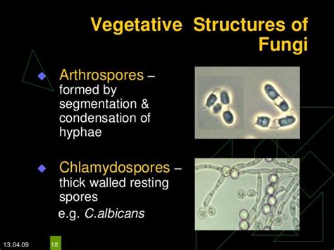 Classification & properties of fungi