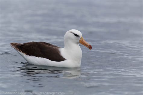 Black-browed albatross | Photos by Ron Niebrugge