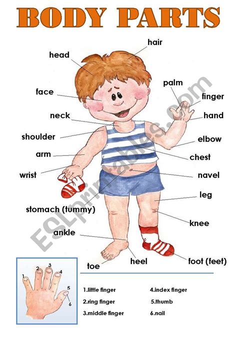 BODY PARTS CLASSROOM POSTER! - ESL worksheet by svetamarik Svetlana