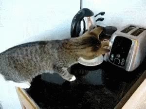 Cat Toaster GIF - Cat Toaster Shocked - Discover & Share GIFs