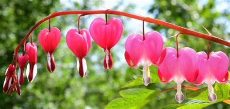 Bleeding Heart Flower Meaning and Symbolism - Flower Flourish