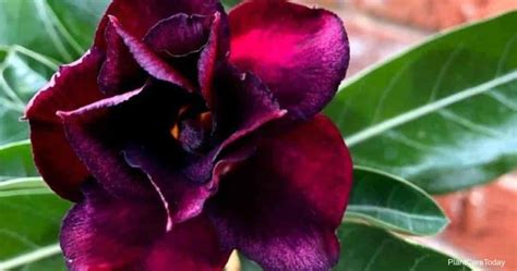 Black Desert Rose Care: Growing The Black Adenium