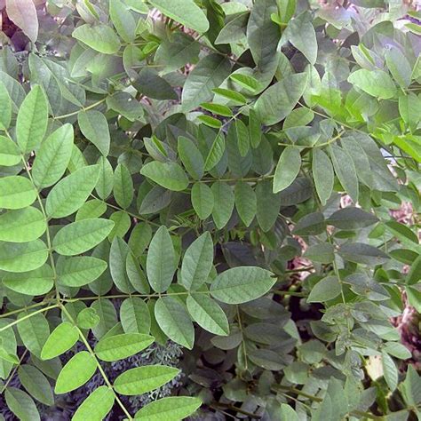 Licorice Seeds Licorice Root Seeds Glycyrrhiza Glabra | Etsy